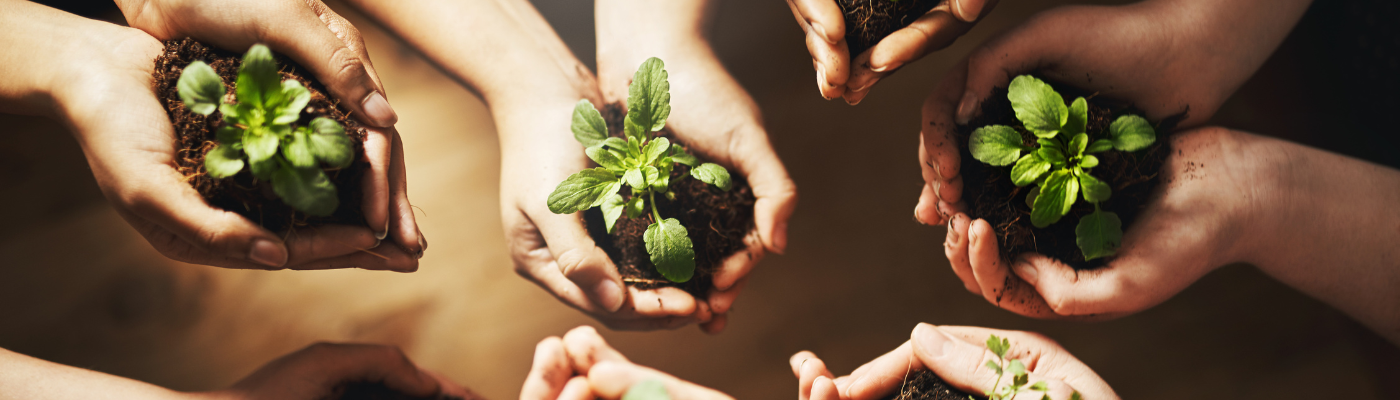 hands holding little plants