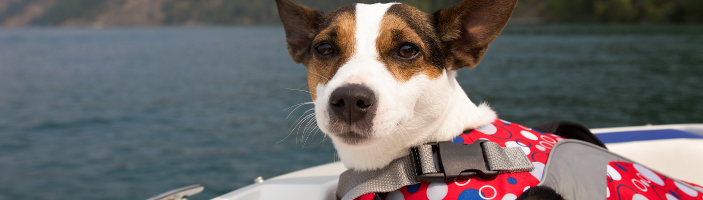 boating with dogs